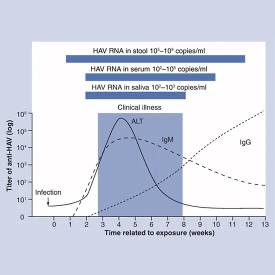 Hepatitis A Virus (HAV)- Viral Load, Quantitative